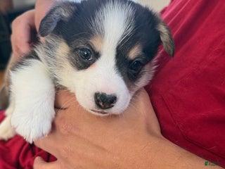 Welsh Corgi Pembroke dogs Pooh - Ad 3