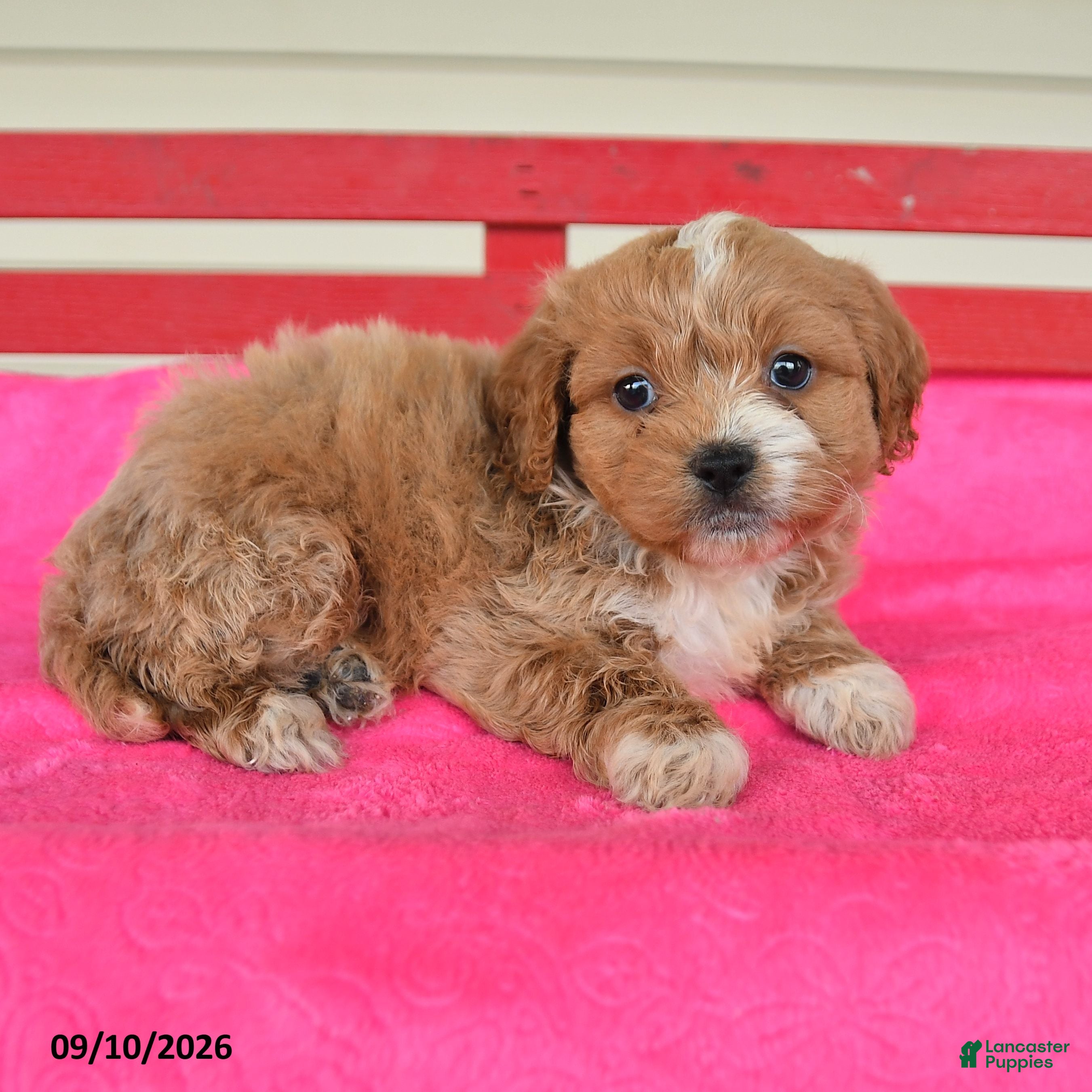 Shihpoo dogs Rocky - Ad 2