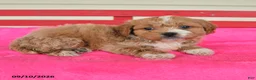 Shihpoo dogs for sale: Rocky - Ad 2