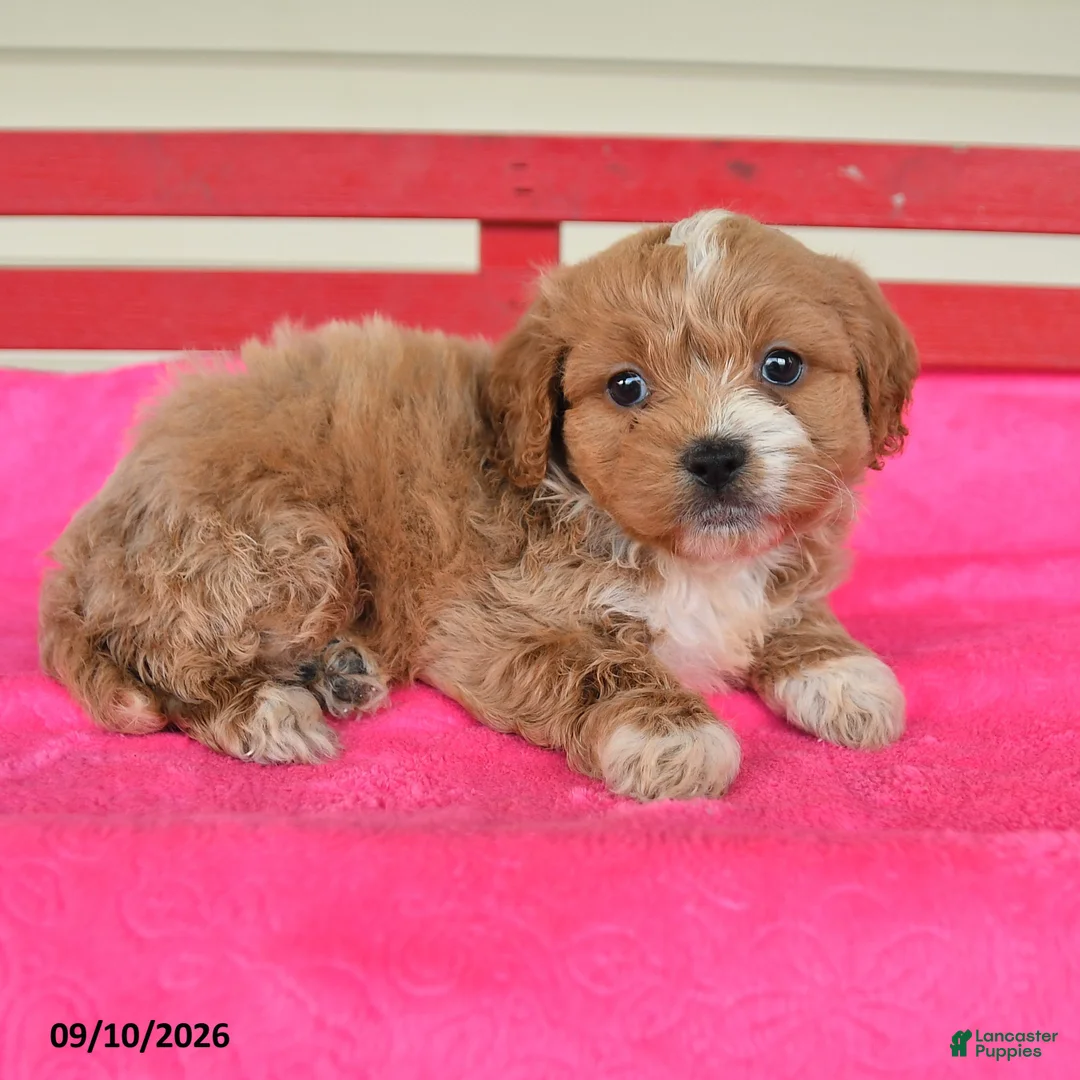 Shihpoo dogs for sale: Rocky - Ad 2