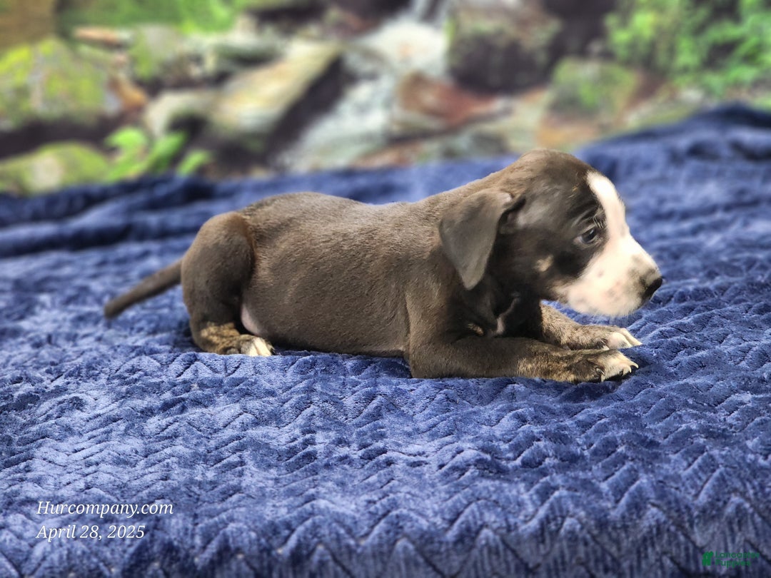 Catahoula Leopard Dog dogs for sale: Luna 2025 Male 1 - Ad 8