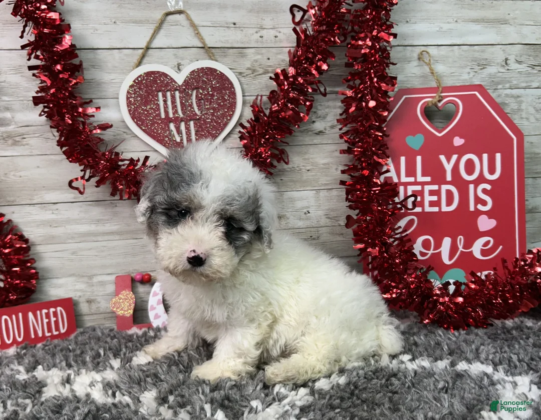 Miniature Poodle dogs for sale: Logan - Ad 1