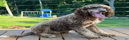 Standard Poodle dogs for sale: Puppy 1 - Ad 3
