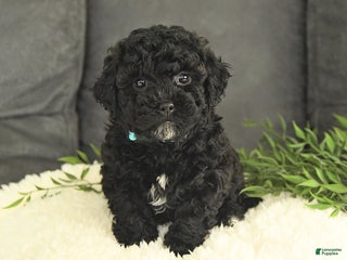 Mixed Breed dogs Maxwell - Ad 33