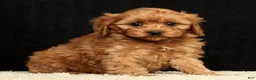Cavapoo dogs for sale: Teresa - Ad 5