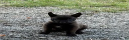 Belgian Malinois dogs for sale: Sherlock Holmes (brown) - Ad 3