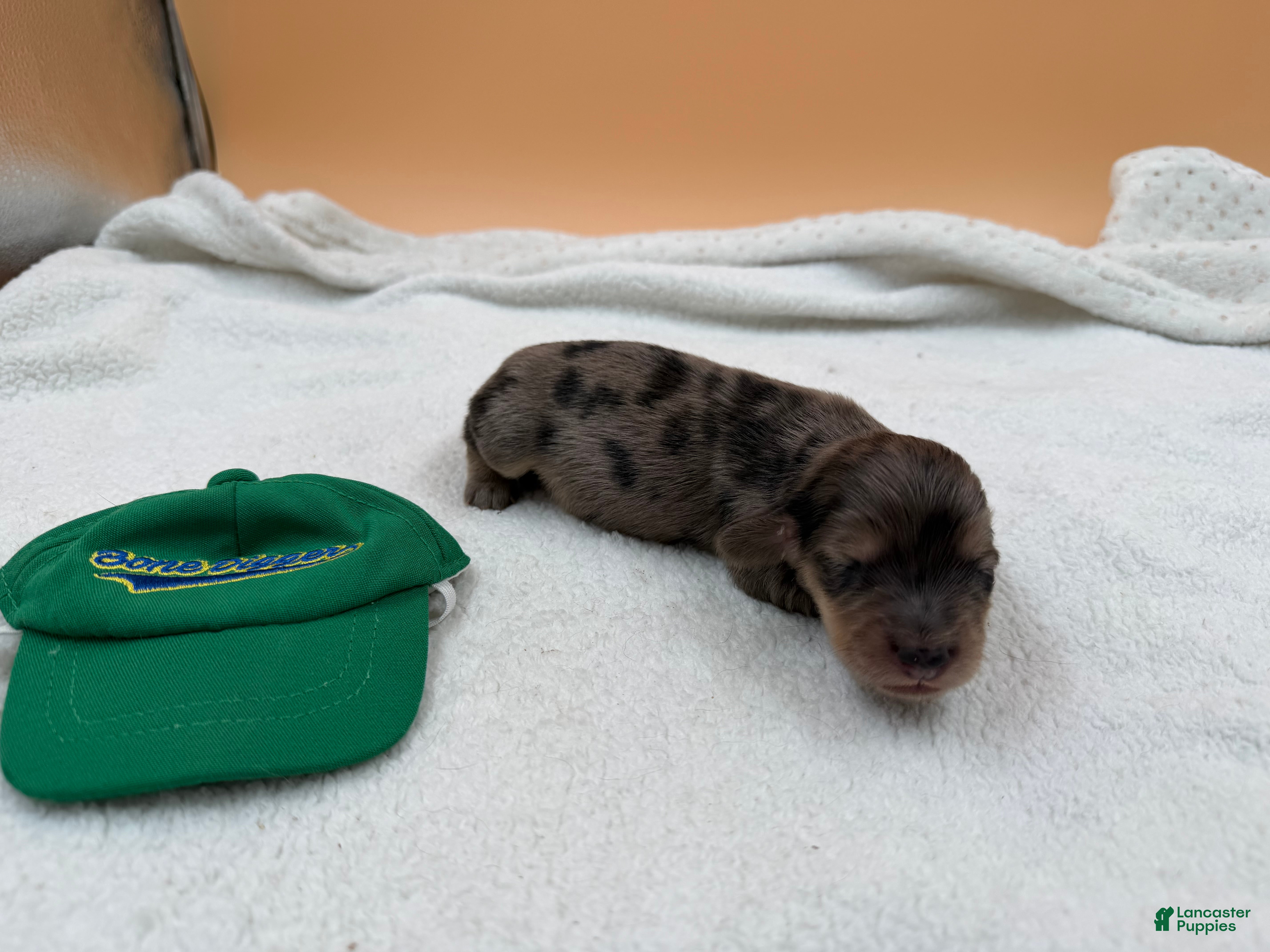 Miniature Dachshund dogs Uk shaded cream dapple - Ad 37