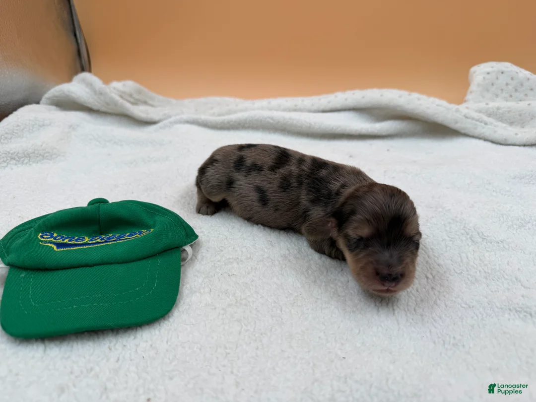 Miniature Dachshund dogs for sale: Uk shaded cream dapple - Ad 1