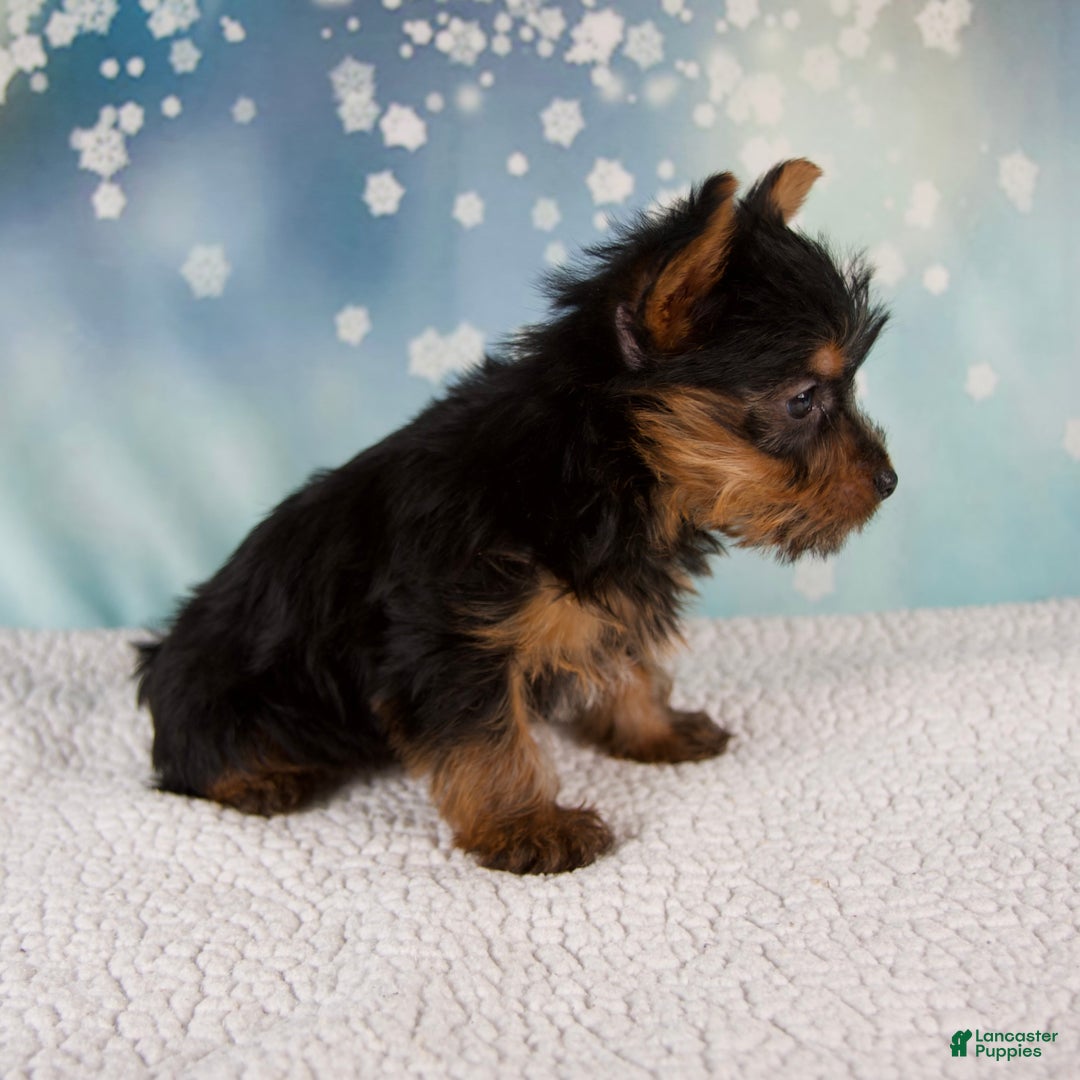Yorkshire Terrier dogs for sale: Holly - Ad 5