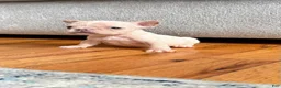 French Bulldog dogs for sale: Tiny - Ad 2