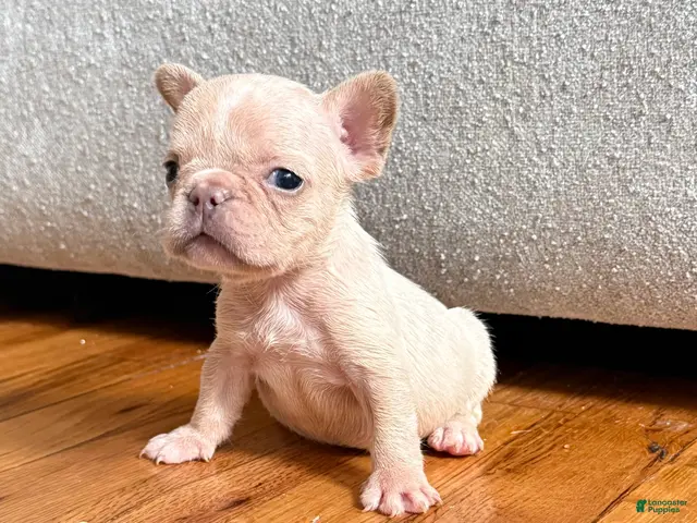 French Bulldog dogs for sale: Tiny - Ad 2