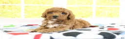 Mini Goldendoodle dogs for sale: Haven - Ad 2
