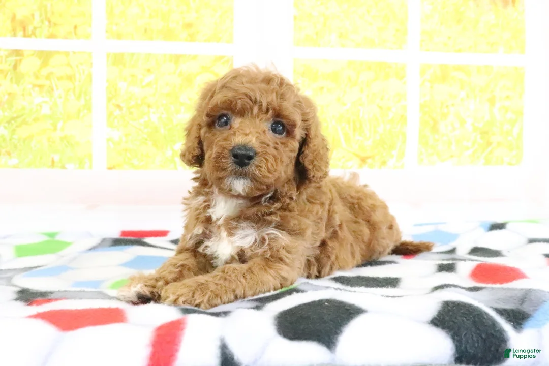 Mini Goldendoodle dogs for sale: Haven - Ad 2