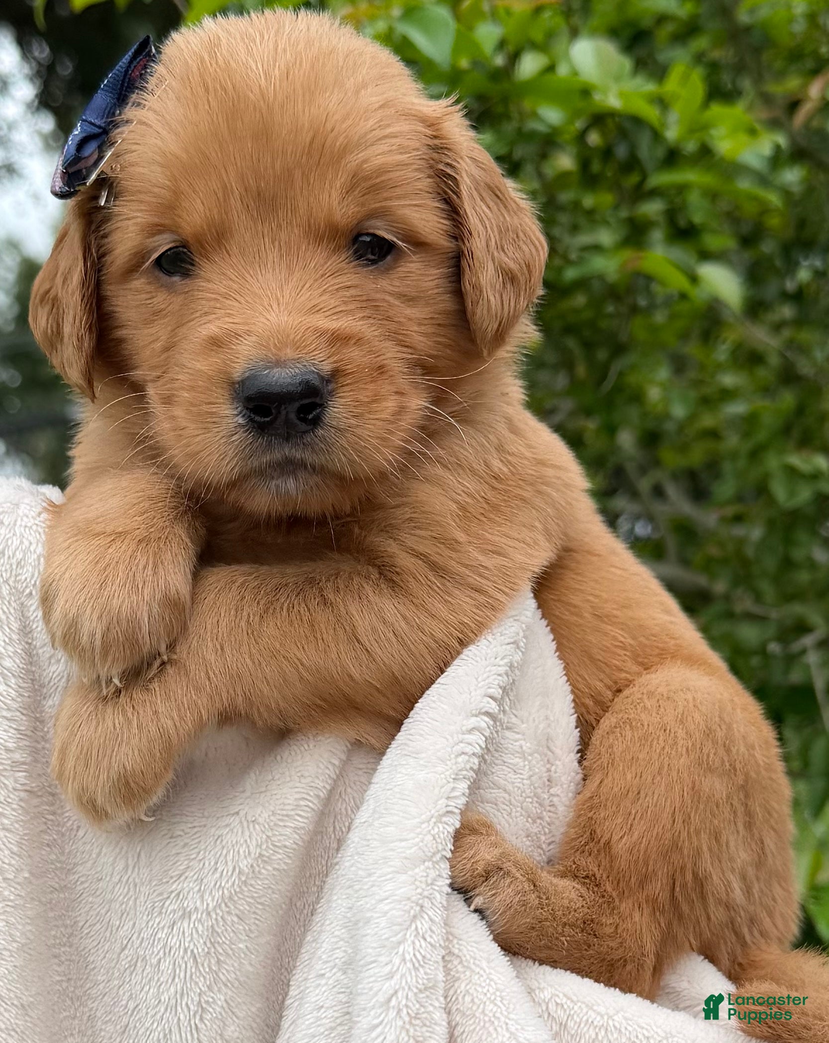 Golden Retriever dogs Red Golden Ms. Grey - Ad 1