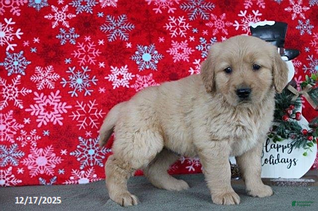 Golden Retriever dogs Buffy - Ad 37