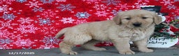 Golden Retriever dogs for sale: Buffy - Ad 1