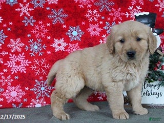 Golden Retriever dogs Buffy - Ad 39
