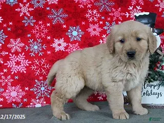 Golden Retriever dogs Buffy - Ad 32