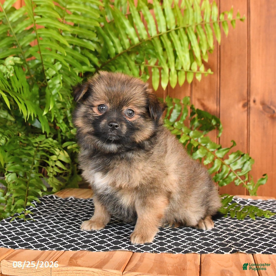 Mixed Breed dogs Peanut  - Ad 1
