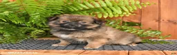 Mixed Breed dogs for sale: Peanut  - Ad 1