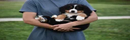 Bernese Mountain Dog dogs for sale: Princess - Ad 12