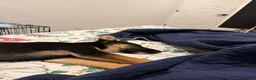 Mixed Breed dogs for sale: Mixed Breed 1 - Ad 2