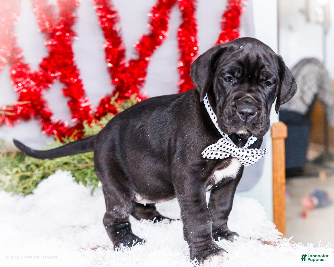 Great Dane dogs for sale: Carol - Ad 5