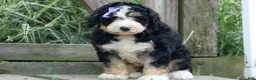 Bernedoodle dogs for sale:  Darla   - Ad 5