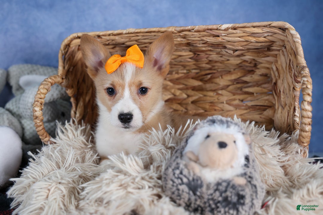 Welsh Corgi Pembroke dogs for sale: Milly - Ad 2