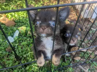 Chihuahua dogs Tcup Twix LC Chihuahua Male - Ad 4