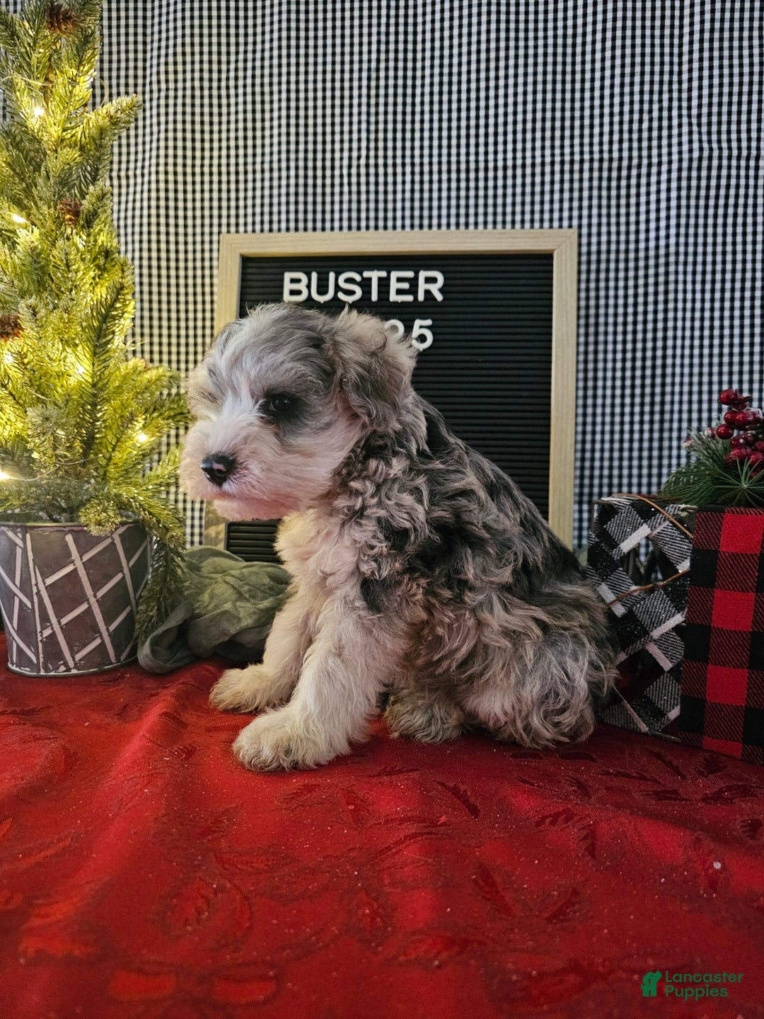 Miniature Schnauzer dogs for sale: Buster - Ad 1
