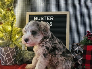 Miniature Schnauzer dogs Buster - Ad 42