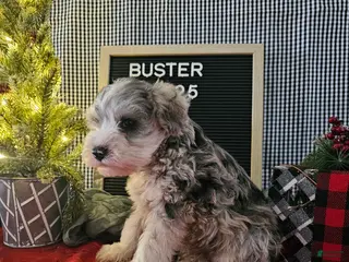 Miniature Schnauzer dogs Buster - Ad 27
