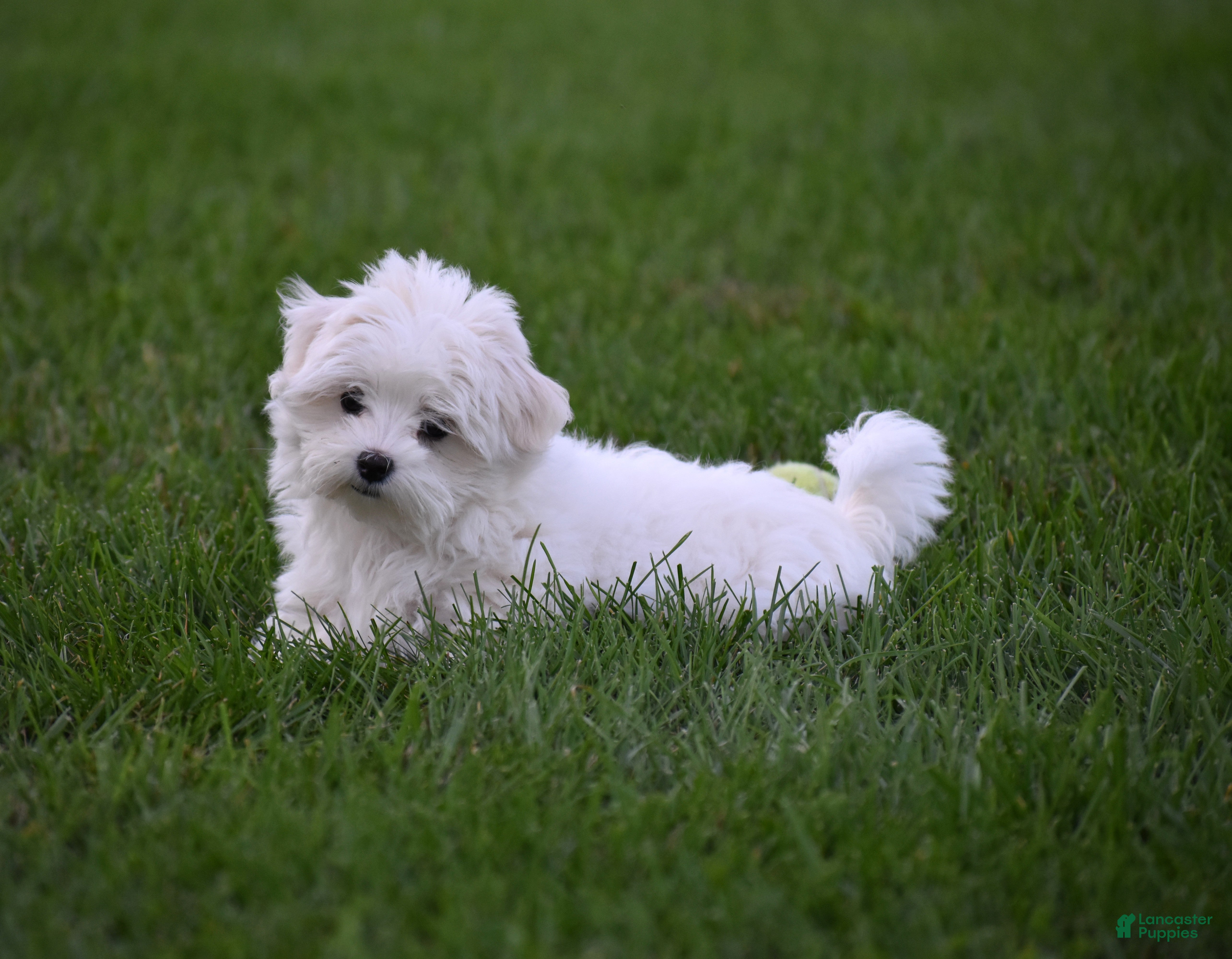 Maltese dogs Maggie - Ad 2