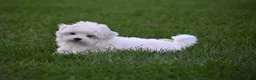Maltese dogs for sale: Maggie - Ad 2