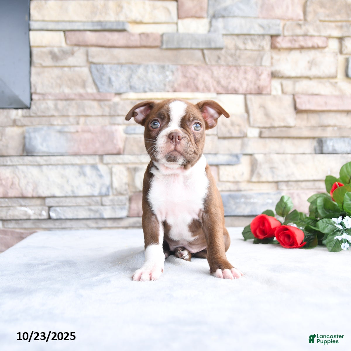 Boston Terrier dogs Emily - Ad 38