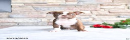 Boston Terrier dogs for sale: Emily - Ad 1