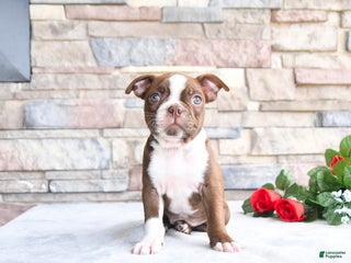 Boston Terrier dogs Emily - Ad 14