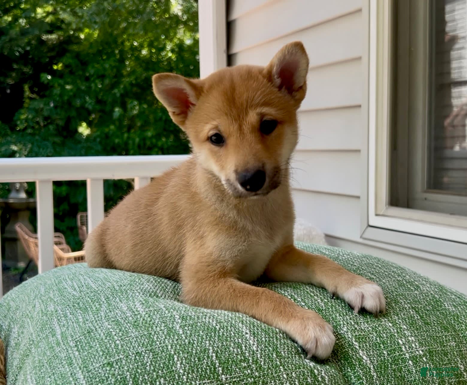 German Shepherd Akita Corgi Mix For Sale Shepherd Mix Shiba Corgi
