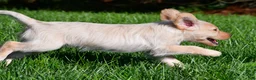 Labradoodle dogs for sale: Sadie - Ad 12