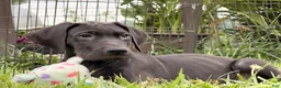 Great Dane dogs for sale: Pam Great Dane  - Ad 7