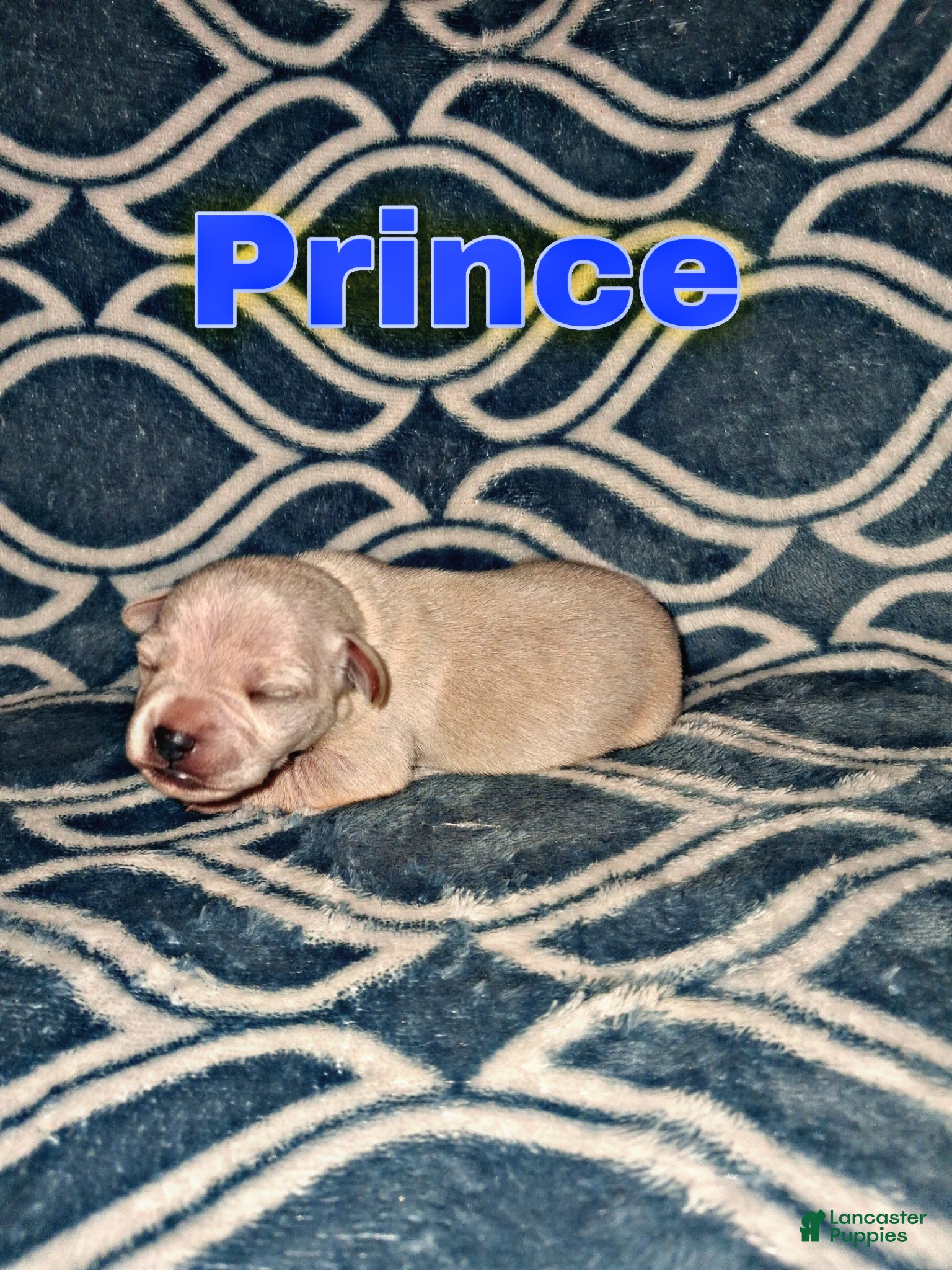 Chorkie dogs Chorkie Puppy Prince - Ad 1