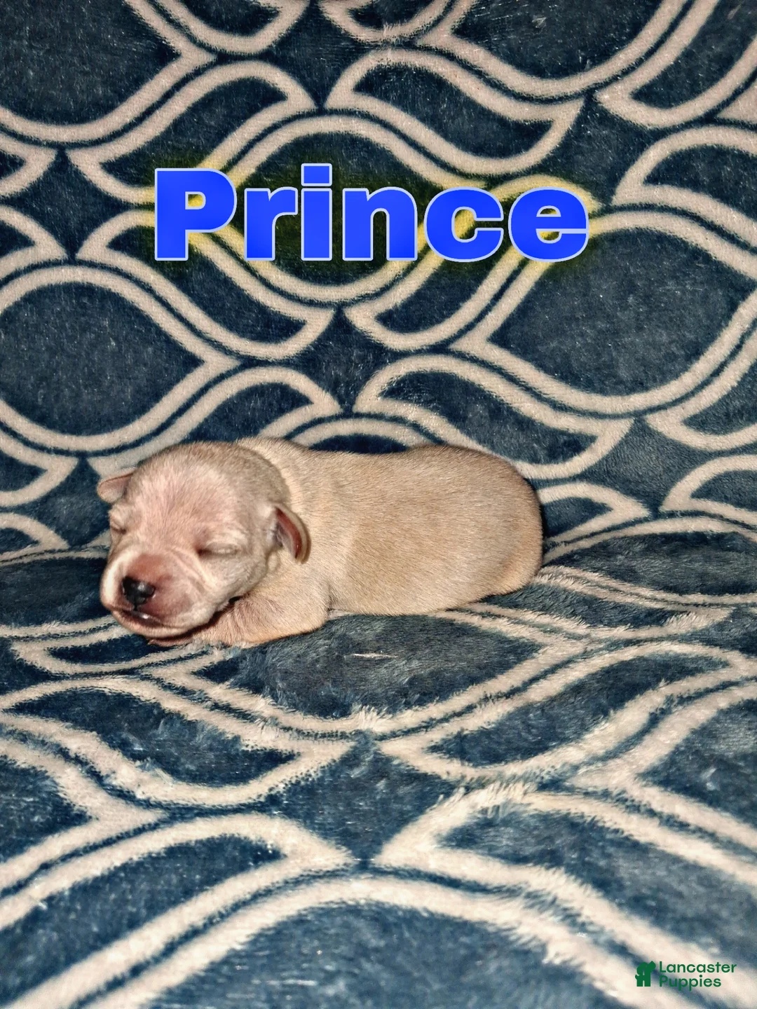 Chorkie dogs for sale: Chorkie Puppy Prince - Ad 1