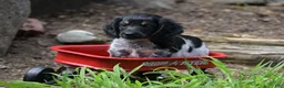 Miniature Dachshund dogs for sale: Max - Ad 7