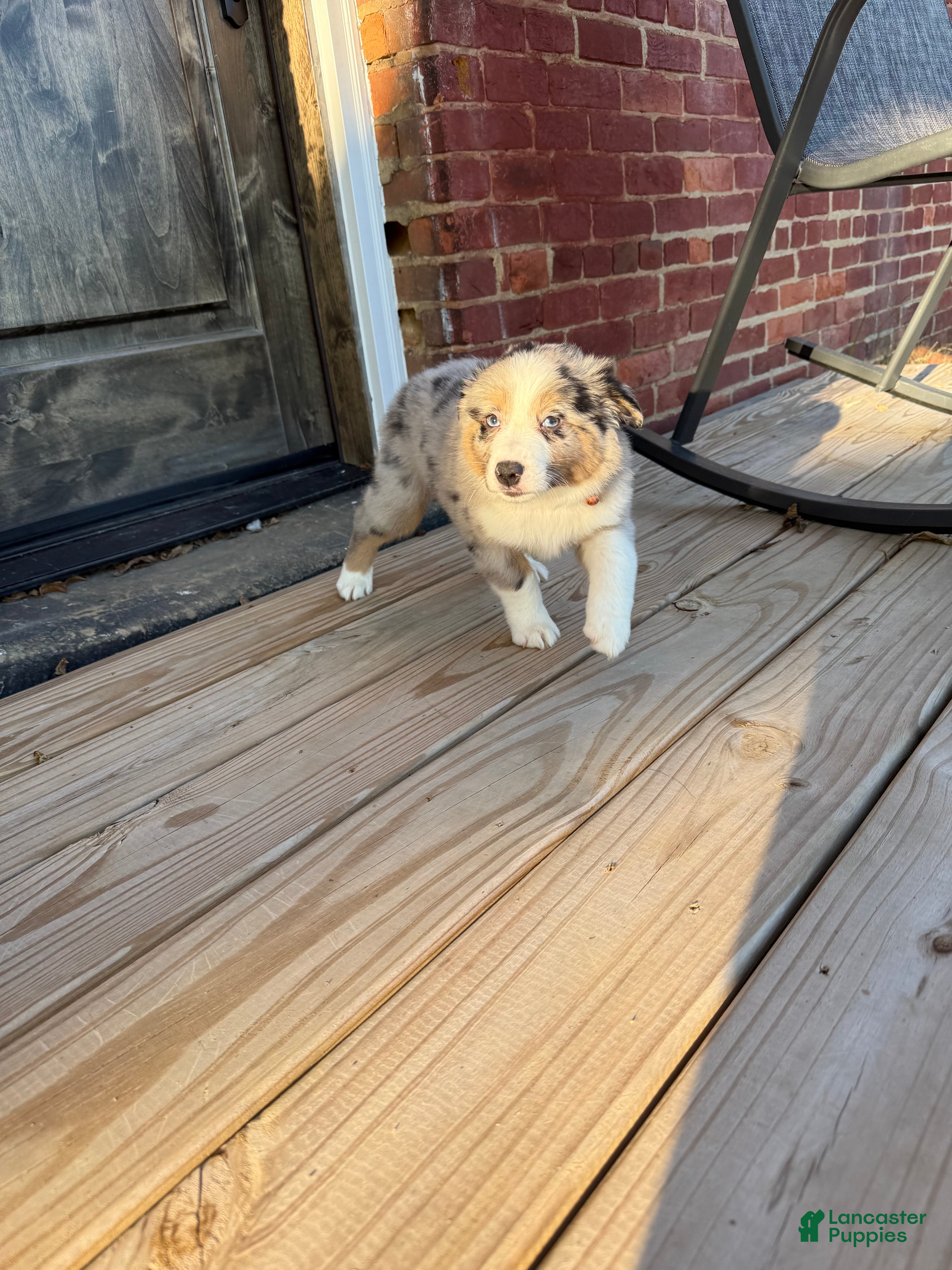 Australian Shepherd dogs Australian Shepherd 1 - Ad 37