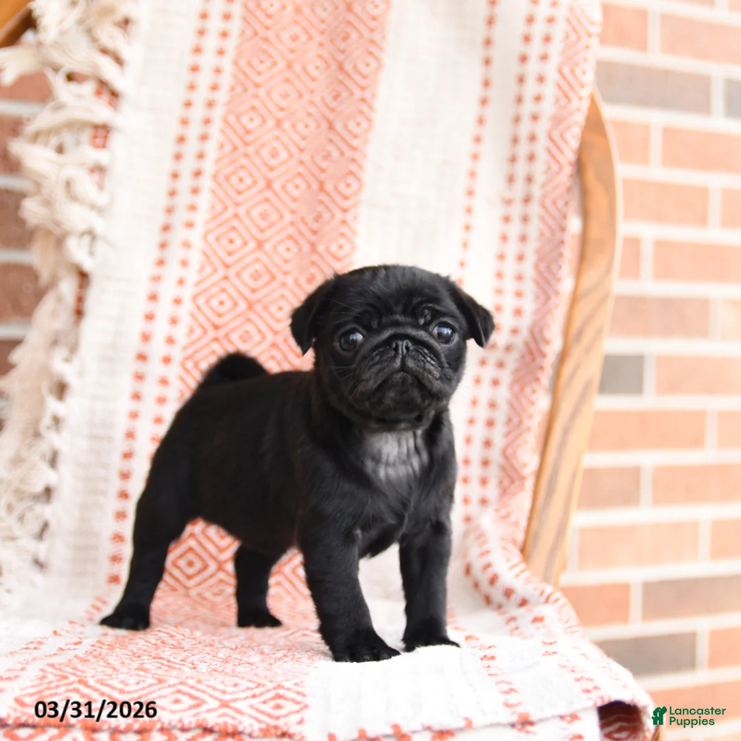 Pug dogs for sale: Opal - Ad 1