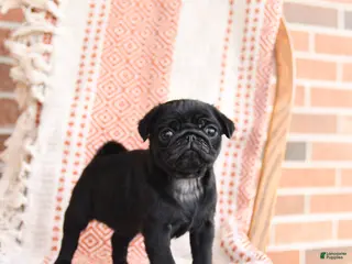 Pug dogs for sale: Opal - Ad 3