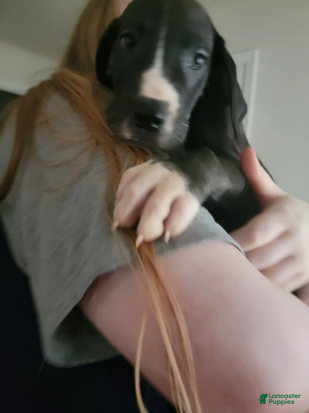 Great Dane dogs for sale: Great Dane 10 - Ad 2