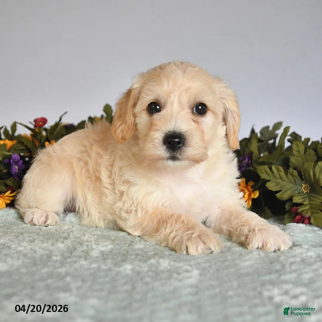 Mixed Breed dogs for sale: Porter - Ad 3