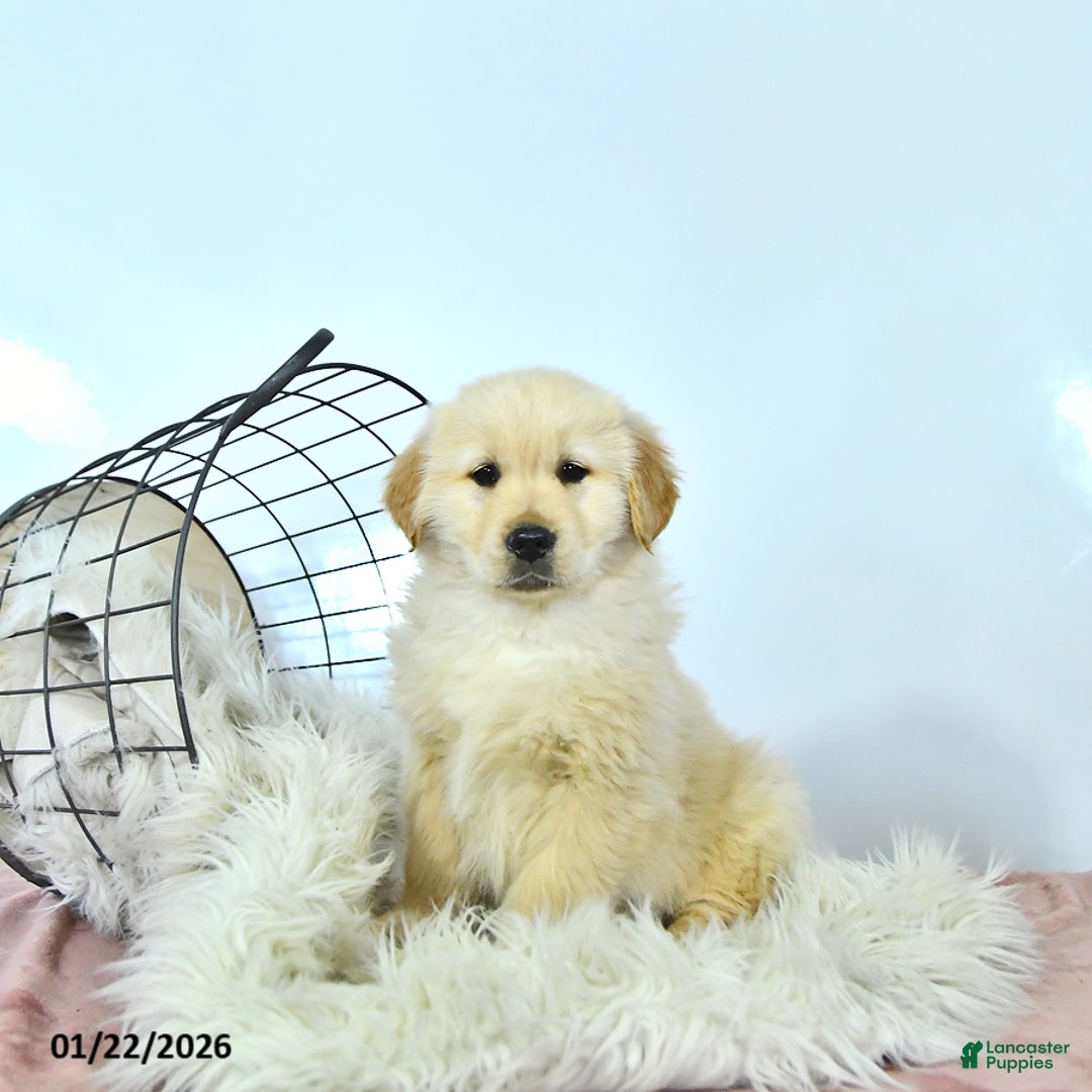 Golden Retriever dogs for sale: Cooper - Ad 1